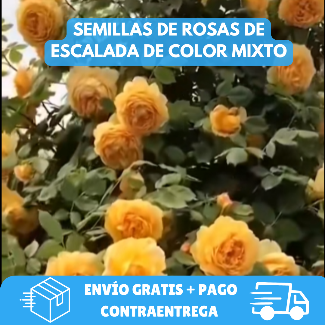 SEMILLAS DE ROSAS ESCALADA DE COLOR MIXTO