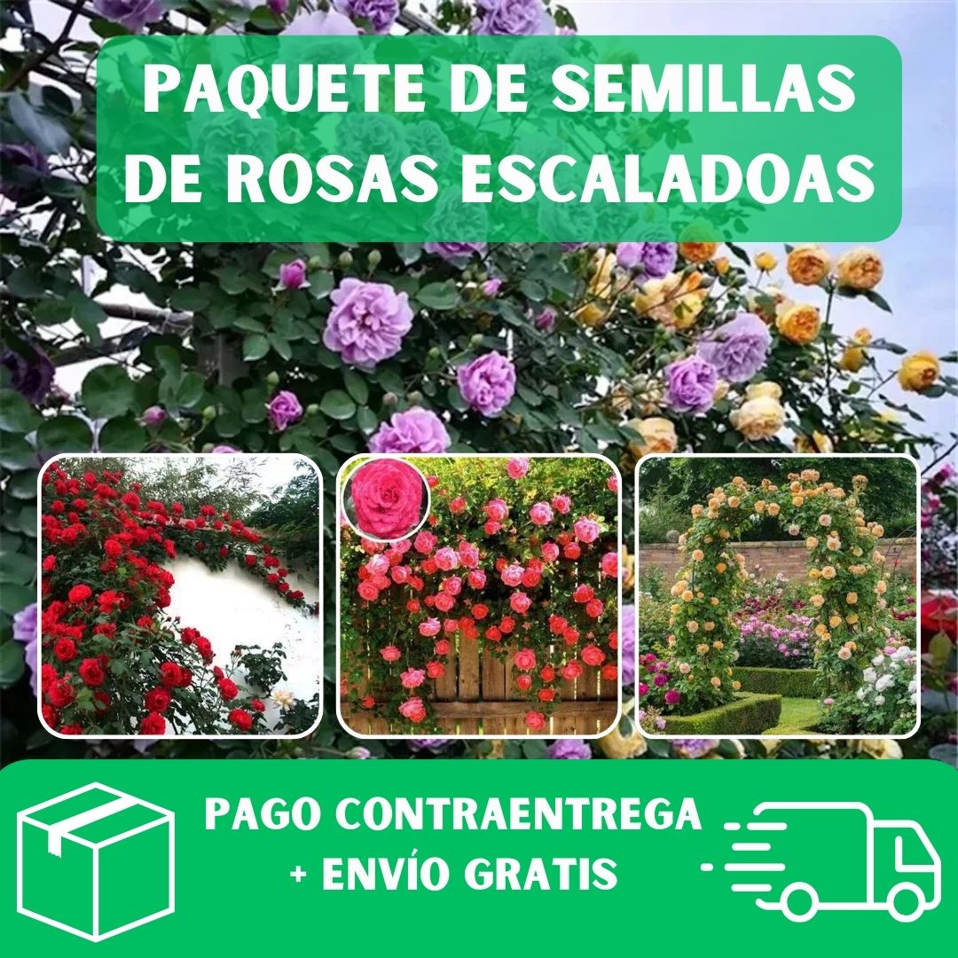 SEMILLAS DE ROSAS ESCALADA DE COLOR MIXTO