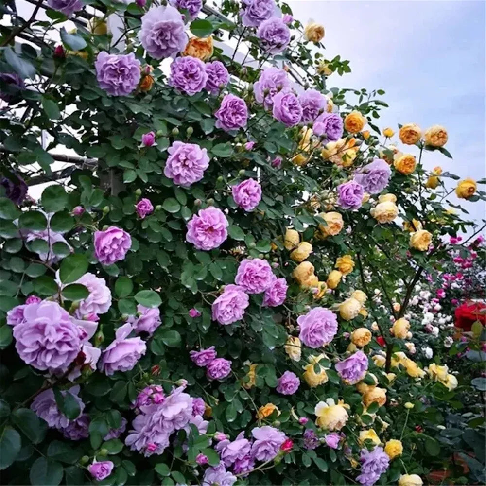 SEMILLAS DE ROSAS ESCALADA DE COLOR MIXTO