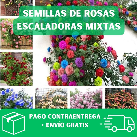 SEMILLAS DE ROSAS ESCALADA DE COLOR MIXTO